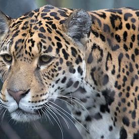 Porträt eines Jaguar-Raubtiers von Maurice de vries