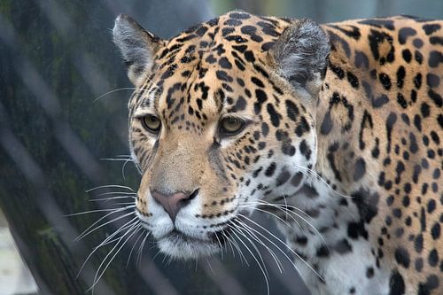Portrait d'un prédateur Jaguar sur Maurice de vries