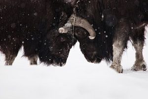 Strijd (butting) mannetjes (butting) close-up van Michael Semenov