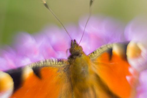 Colorfulness of the peacock butterfly