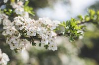 Blumen weiß