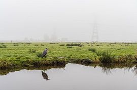 Blue heron in the mist on a meadow in Durgerdam by Jeroen de Jongh Photography