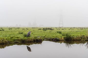 Blue heron in the mist on a meadow in Durgerdam