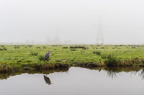 Blauwe reiger in de mist op een weiland in Durgerdam