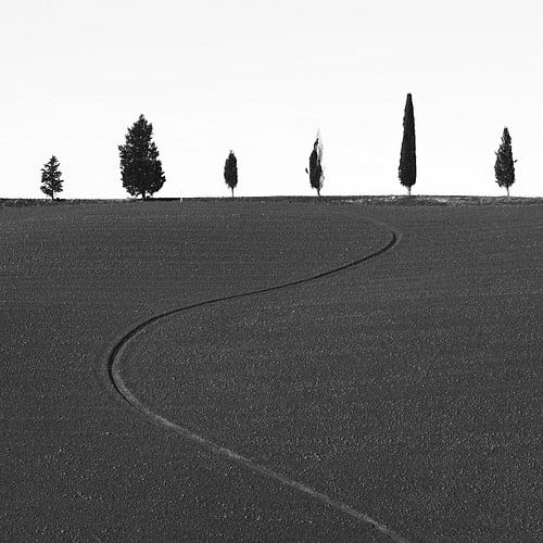 Zes verschillende bomen en een groef. Toscane
