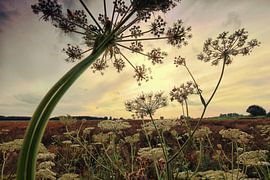 Vegetation Haase Beemdenbos by Cees van Gastel