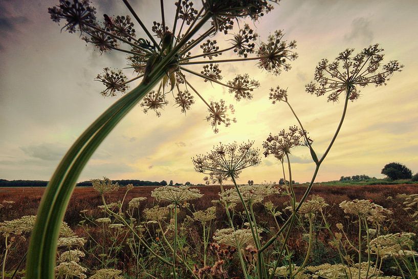 Vegetation Haase Beemdenbos von Cees van Gastel
