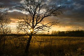 Sun peeping through the branches of a tree