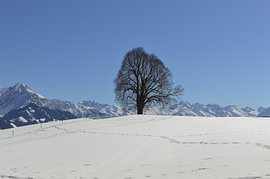 Friedenslinde im Allgäu von Rita Fuchs