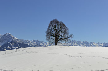 The Peace Linden Tree in the Allgäu