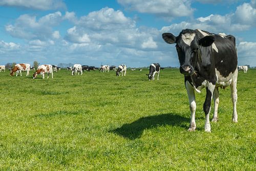 Dutch cow by Menno Schaefer