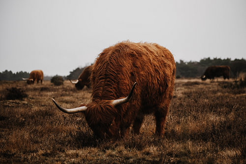 Schottischer Highlander in der Westerheide