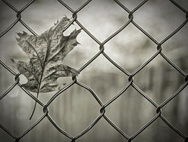 Freedom is a great thing