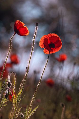 Poppies backlit