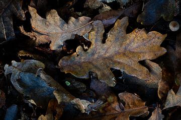 Fin de l'automne, pourriture dans la forêt sur Jan van der Vlies