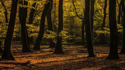 Finding peace in a restless forest