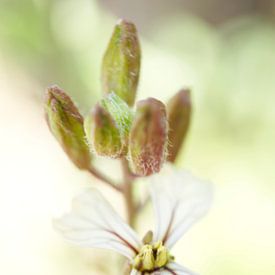 Arugula Flower Macro by Iris Holzer Richardson