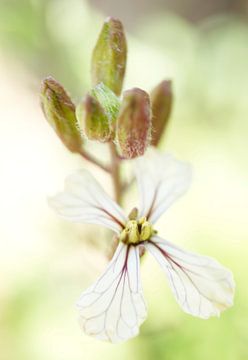 Rucola bloem macro van Iris Holzer Richardson