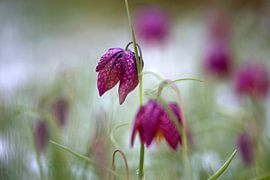 vanneau sur Ronald Wilfred Jansen