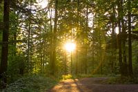 Warm sunlight in the middle of the black forest Germany as sunset