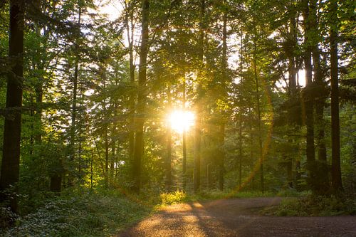Warm zonlicht midden in het zwarte woud Duitsland als zonsondergang
