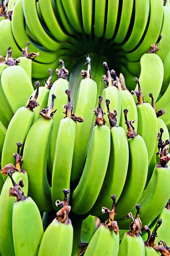 eine Bananenstaude und grüne Bananen in meinem Garten