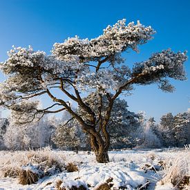 Winterboom van Marcel Post