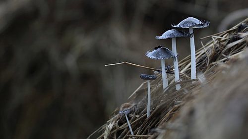 Tintenpilze im Stroh