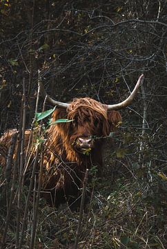 Schotse Hooglander in de natuur van Rianne van Baarsen