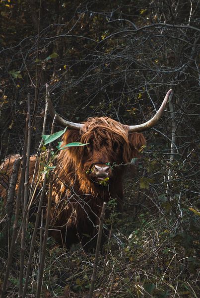 Scottish Highlander in nature by Rianne van Baarsen