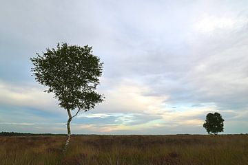 Avond op Ginkelse Heide van Frank Mossink