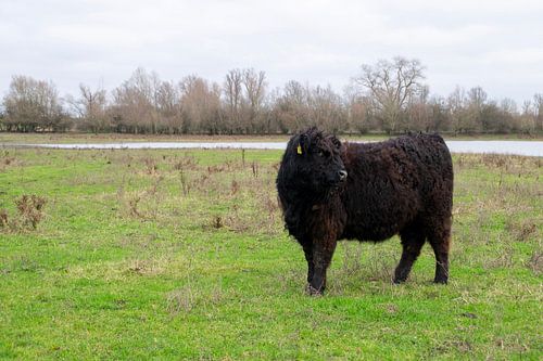 Oss in den rheinischen Auen von Joelle van Buren