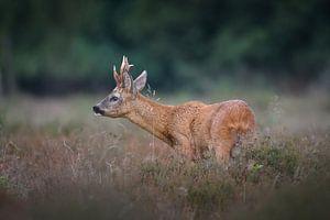 Rehwild von Andy van der Steen - Fotografie