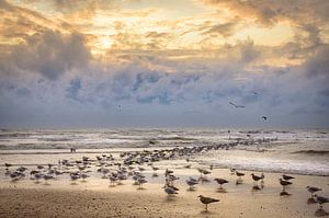 Möwen in der Brandung, Texel
