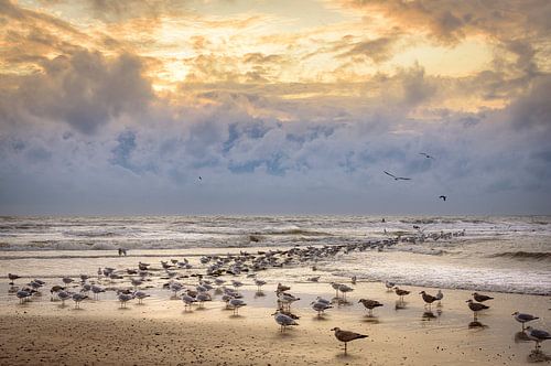 Gulls in the surf, Texel by Rietje Bulthuis