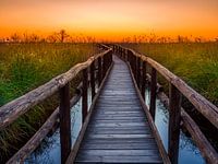 Oasi Lipu del lago Massaciuccoli