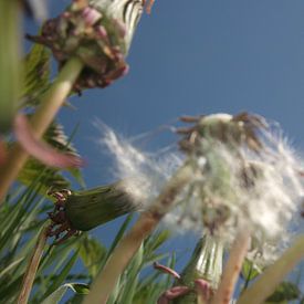 de Paardenbloem, the dandelion, der lowenzahn, le dent de lion, taraxacum van Yvonne de Waal Malefijt