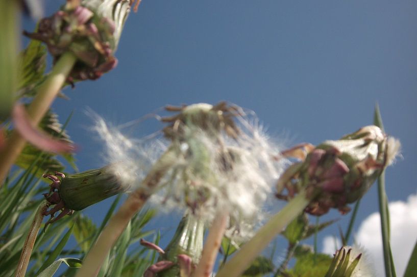de Paardenbloem, the dandelion, der lowenzahn, le dent de lion, taraxacum by Yvonne de Waal Malefijt