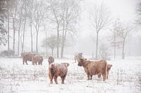Winter wonderland