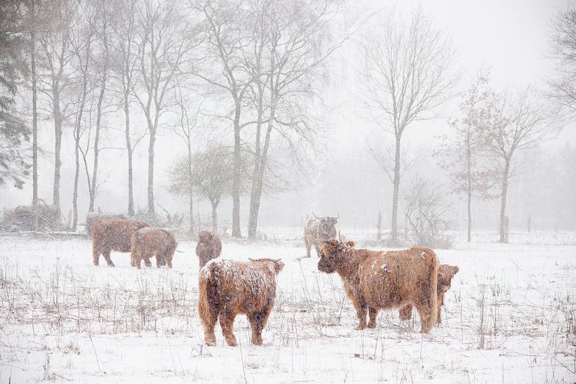 Winterwunderland von Joyce Beukenex
