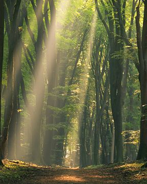 Sonnenharfen im Frühlingswald von Hanna Verboom
