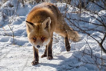 Curious fox