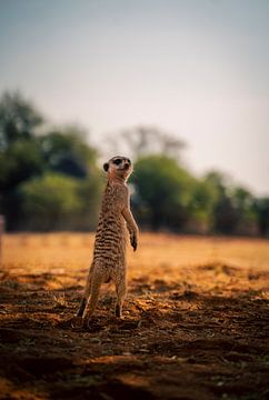 Stokstaart in de Kalahari van Namibië, Afrika van Patrick Groß