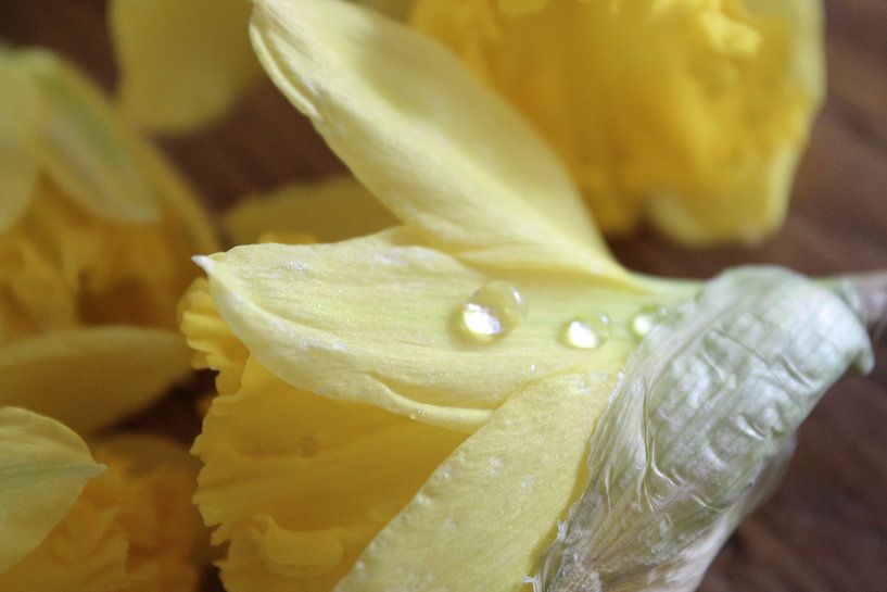 Narcis van jo schaafsma dijkhoff