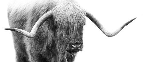 Schottischer Hochlandbewohner