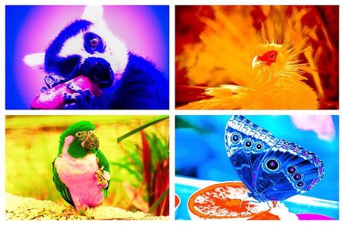 "Pop Art" -like experiment