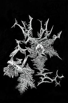 ice-art ice-crystals by Klaartje Majoor
