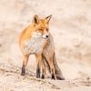 Sand dune fox! by Robert Kok