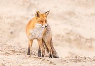 Sand dune fox! van Robert Kok thumbnail