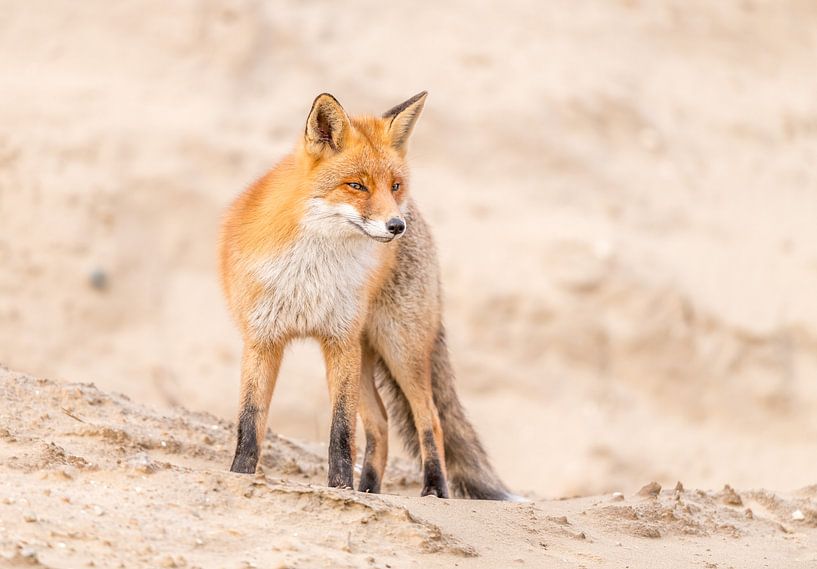 Sand dune fox! van Robert Kok